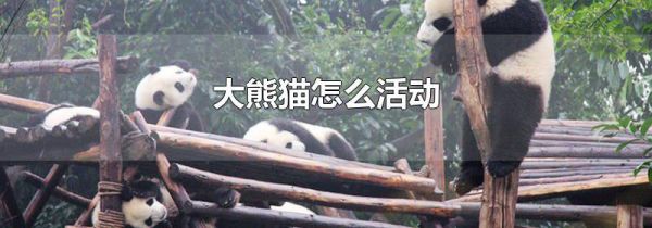 大熊猫怎么活动