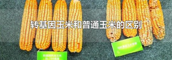 转基因玉米和普通玉米的区别