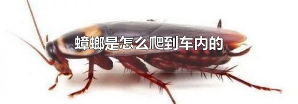 蟑螂是怎么爬到车内的