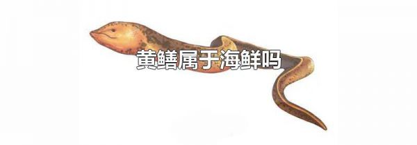 黄鳝属于海鲜吗