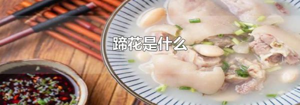 蹄花是什么