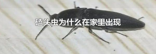 磕头虫为什么在家里出现