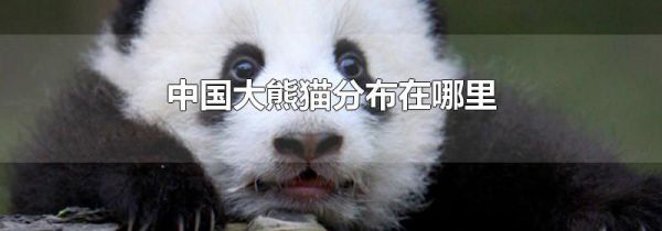中国大熊猫分布在哪里