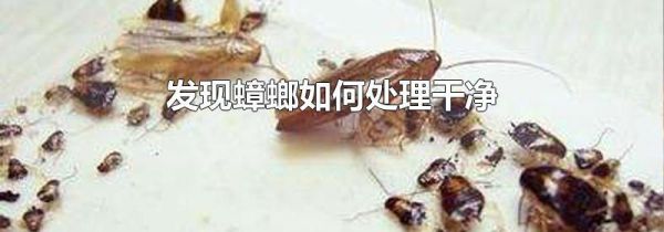 发现蟑螂如何处理干净