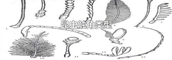 昆虫触角类型