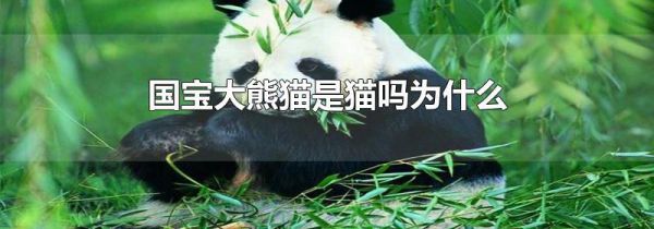 国宝大熊猫是猫吗为什么