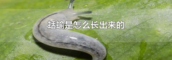蛞蝓是怎么长出来的