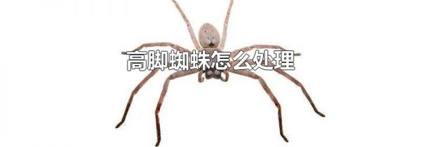 高脚蜘蛛怎么处理