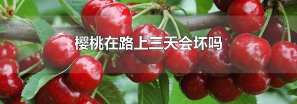 樱桃在路上三天会坏吗