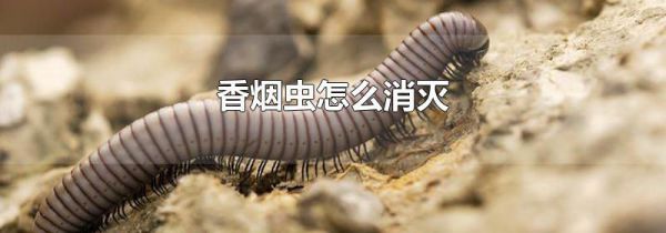 香烟虫怎么消灭