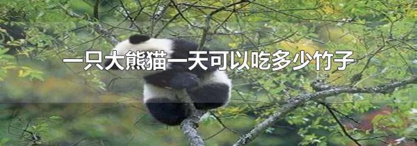 一只大熊猫一天可以吃多少竹子