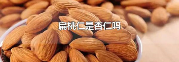 扁桃仁是杏仁吗
