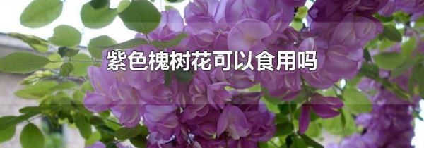 紫色槐树花可以食用吗