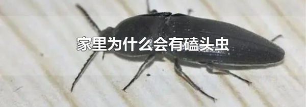 家里为什么会有磕头虫