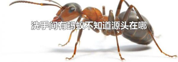 洗手间有蚂蚁不知道源头在哪