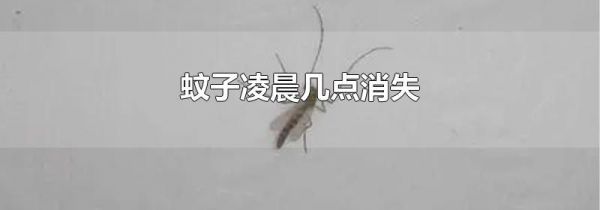 蚊子凌晨几点消失