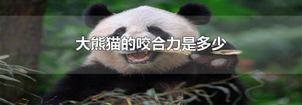 大熊猫的咬合力是多少