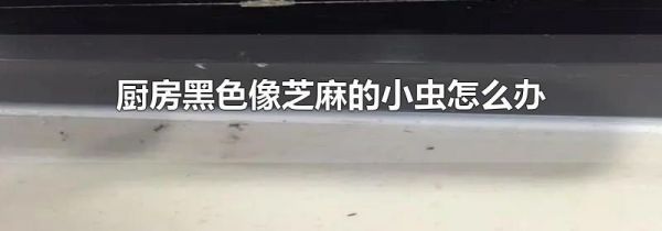 厨房黑色像芝麻的小虫怎么办