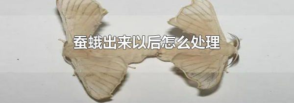 蚕蛾出来以后怎么处理