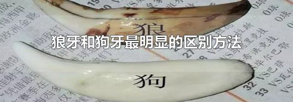 狼牙和狗牙最明显的区别方法