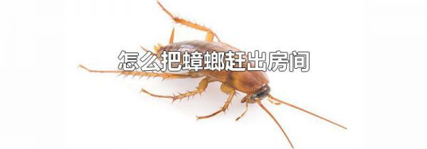 怎么把蟑螂赶出房间