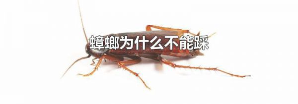 蟑螂为什么不能踩