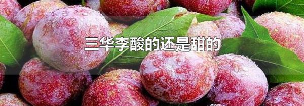 三华李酸的还是甜的