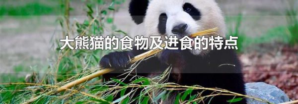 大熊猫的食物及进食的特点