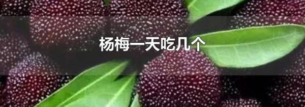 杨梅一天吃几个