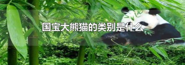 国宝大熊猫的类别是什么