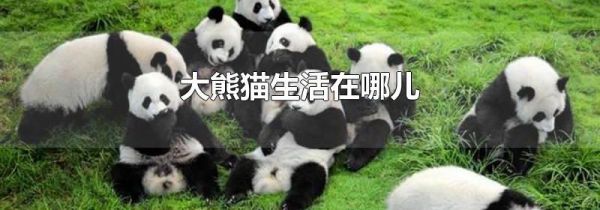 大熊猫生活在哪儿