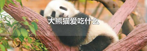 大熊猫爱吃什么