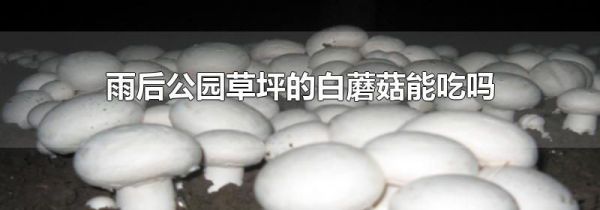 雨后公园草坪的白蘑菇能吃吗