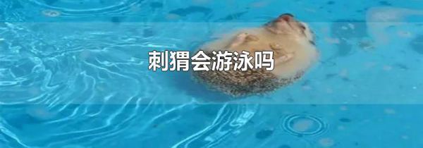 刺猬会游泳吗