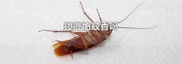 蟑螂怕蚊香吗