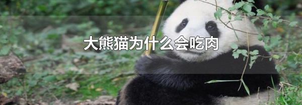 珍珠产地