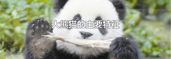 大熊猫的主要特征