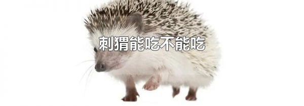 刺猬能吃不能吃
