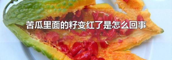 苦瓜里面的籽变红了是怎么回事