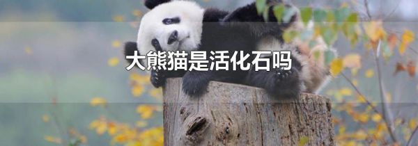 大熊猫是活化石吗