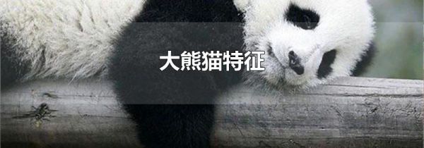 大熊猫特征