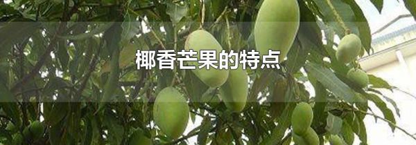 椰香芒果的特点
