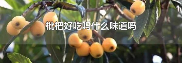 枇杷好吃吗什么味道吗