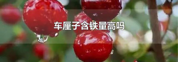 车厘子含铁量高吗