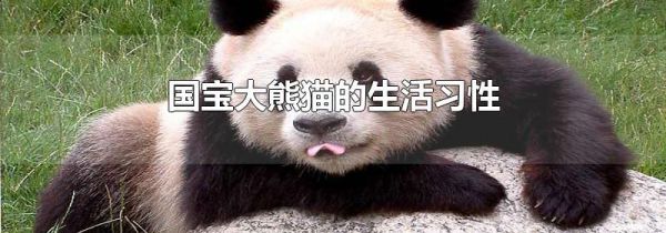 国宝大熊猫的生活习性