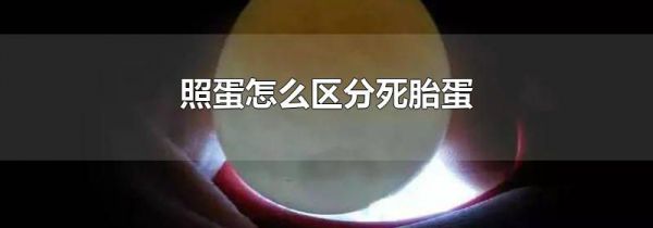 照蛋怎么区分死胎蛋
