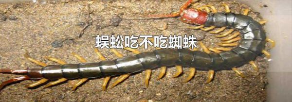 蜈蚣吃不吃蜘蛛