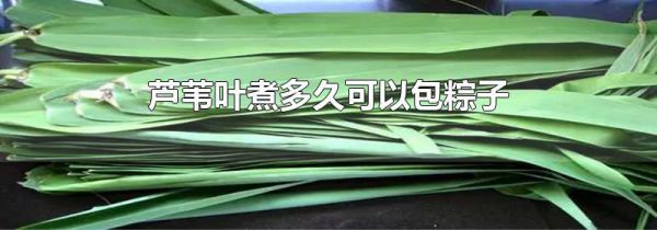 芦苇叶煮多久可以包粽子