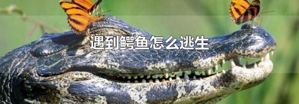 遇到鳄鱼怎么逃生