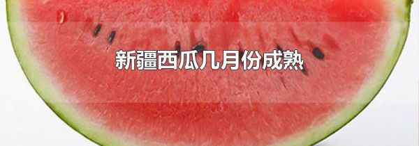 新疆西瓜几月份成熟